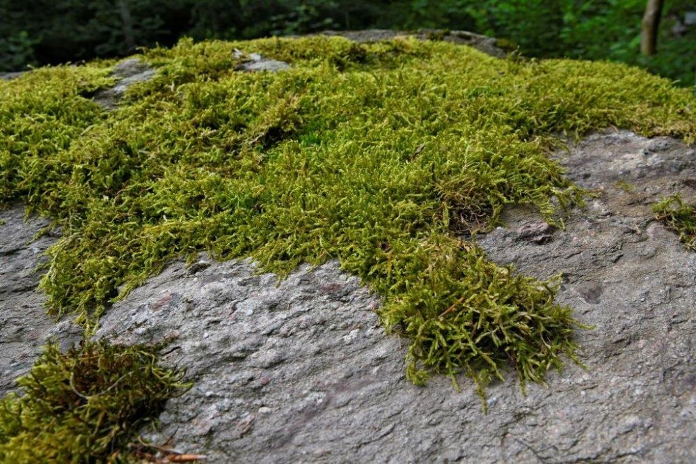 6 3 Urszimmermann Fotocup2017 Hp Fcrj