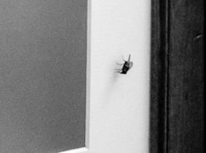 Ausstellung Colmar Vi