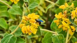 20240915185509 Biene St Raphael T