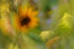 20241002175924 Dsc00916 Denoiseai Clear T