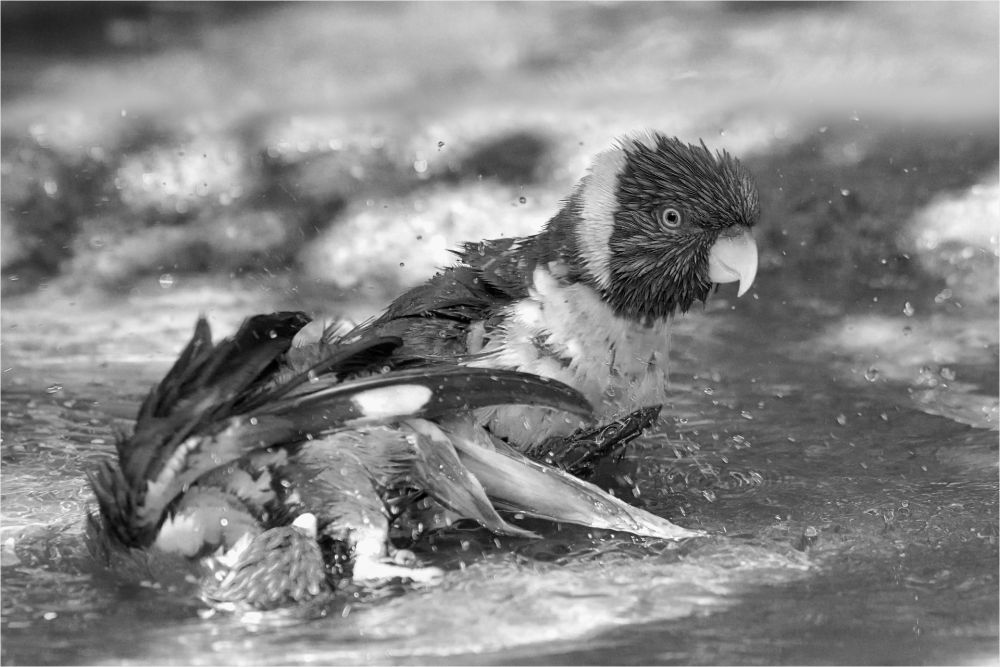 Fotoclub Rj Monatsbild 2 Sep2017 Gf