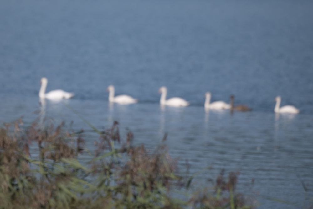 DSC 6659 FotostaffetteFotoRapi HDTV