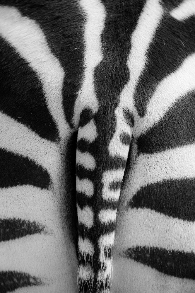 Zebrapopo